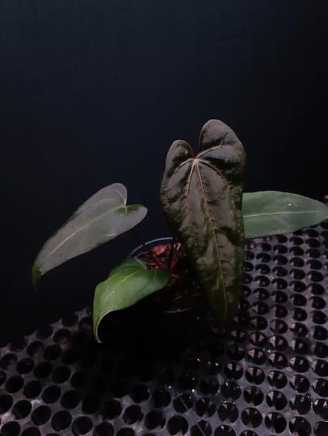 Anthurium Blood Of Blue (X-One x Blue Papi) — Anthuriums for sale on Inflos
