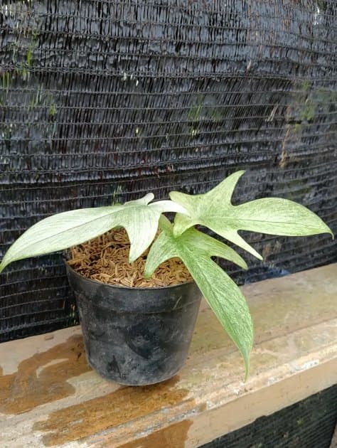 Florida Ghost Mint — Philodendrons for sale on Inflos