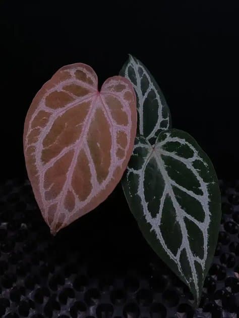 Anthurium Red Hope x Red Crystallinum NSE — Anthuriums for sale on Inflos