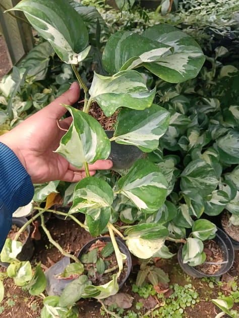 Epipremnum Manjula — Others for sale on Inflos