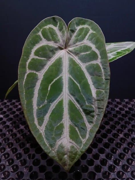 Anthurium Crystallinum Hybrid — Anthuriums for sale on Inflos