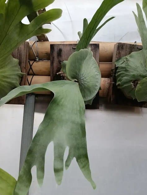 Platycerium Wandae — Platycerium for sale on Inflos