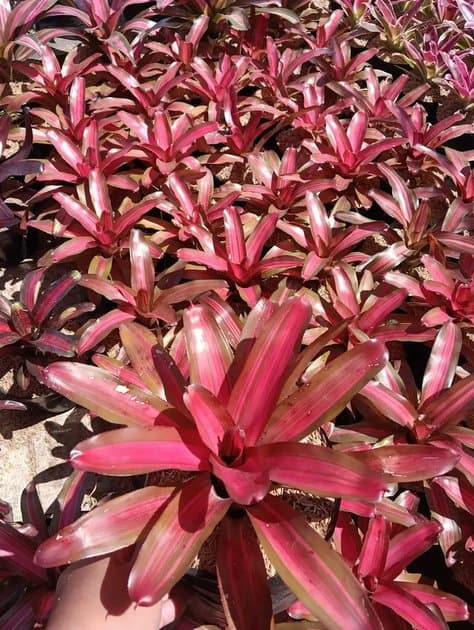 Bromelia Imperfecta — Others for sale on Inflos