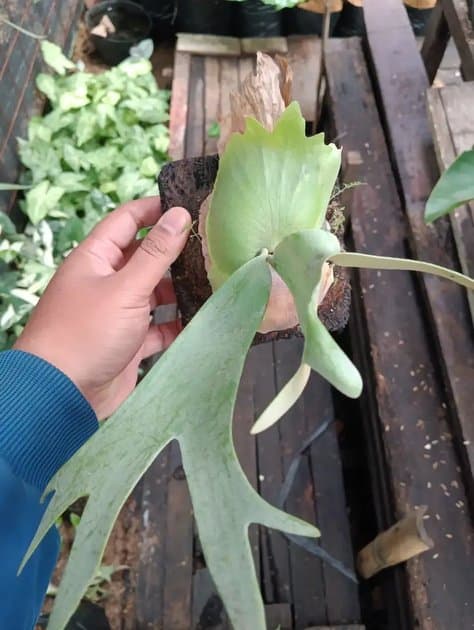 Platycerium Willincki — Platycerium for sale on Inflos