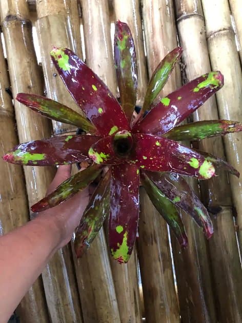 Bromeliad Librida — Others for sale on Inflos