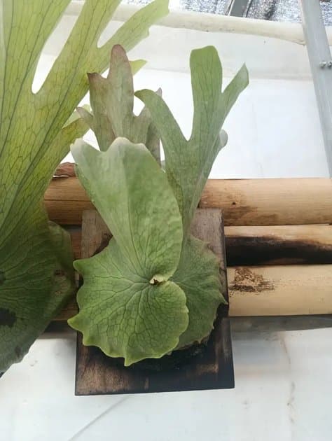 Platycerium Wandae — Platycerium for sale on Inflos