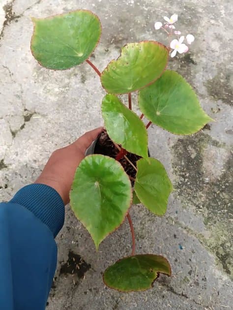 Begonia Sp Arjuno-Welirang — Begonias for sale on Inflos
