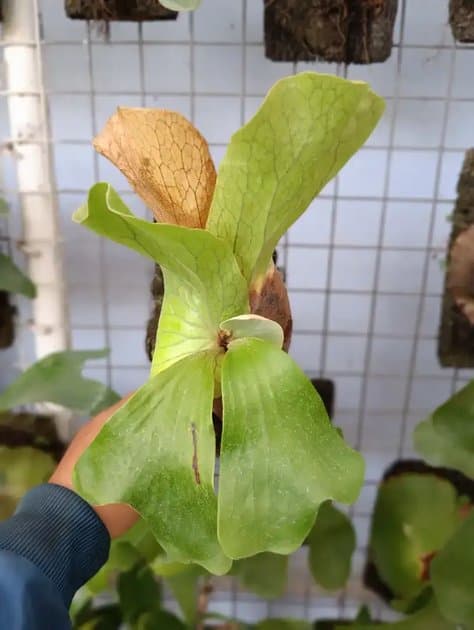 Platycerium Elephantosis Silver — Platycerium for sale on Inflos