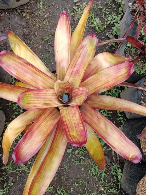 Bromelia Bareroots — Others for sale on Inflos