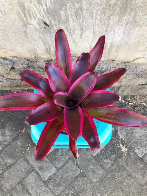 Bromelia Luna — Others for sale on Inflos