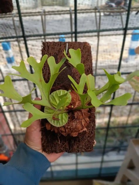 Platycerium Ridleyi Wild — Platycerium for sale on Inflos
