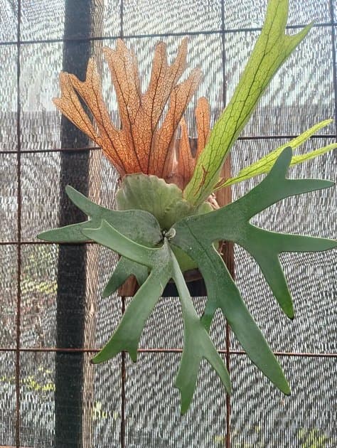 Platycerium Willincki — Platycerium for sale on Inflos