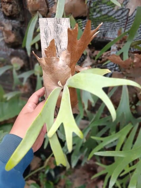 Platycerium Willinckii Ijen — Platycerium for sale on Inflos