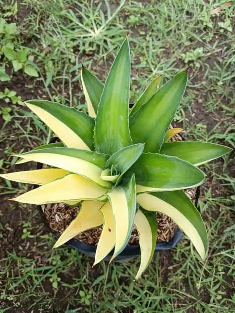 Agave Variegated — Others for sale on Inflos
