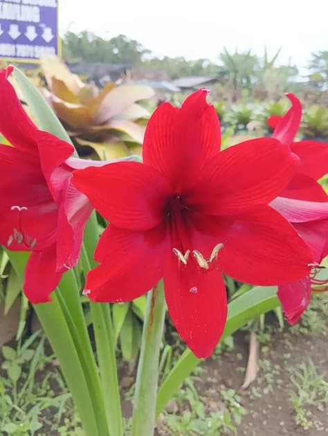 Amarilis — Others for sale on Inflos