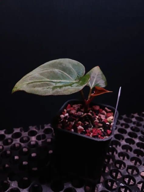 Anthurium King Of Spades — Anthuriums for sale on Inflos