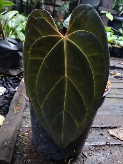 Papilaminum Red Stem — Anthuriums for sale on Inflos