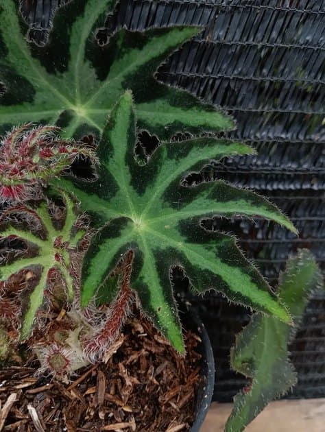 Begonia Heracleifolia — Begonias for sale on Inflos