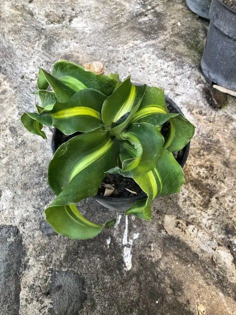 Unique Dracaena Twister — Others for sale on Inflos