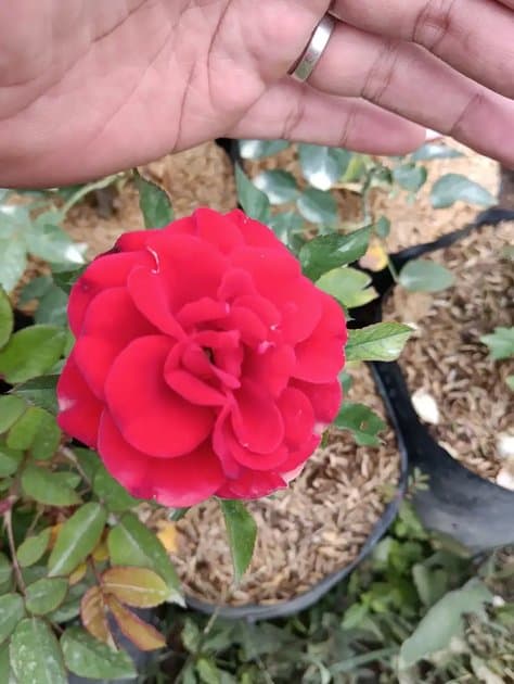 Rose Red Colour — Others for sale on Inflos