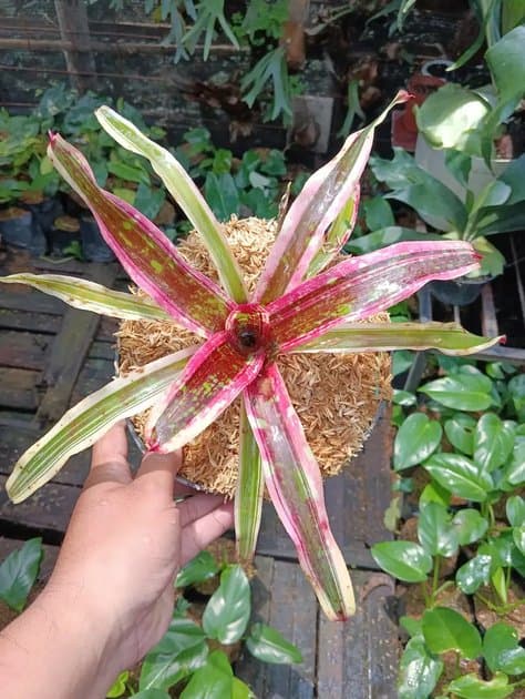 Begonia Melanie — Others for sale on Inflos