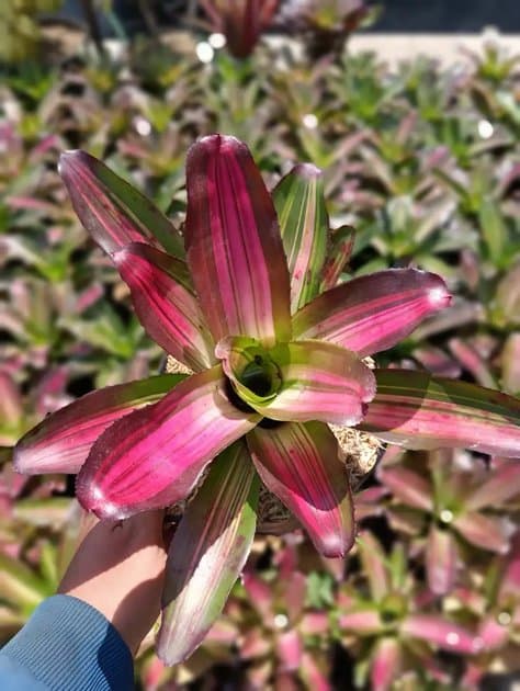 Bromeliad Roy Special — Others for sale on Inflos