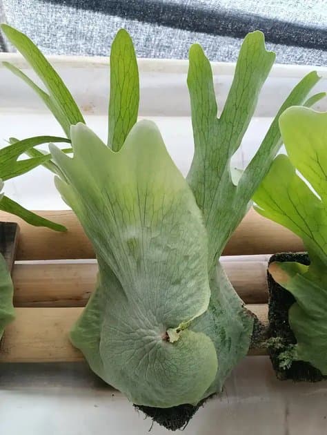 Platycerium Wandae Size M — Platycerium for sale on Inflos