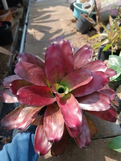 Bromeliad Red Miami — Others for sale on Inflos
