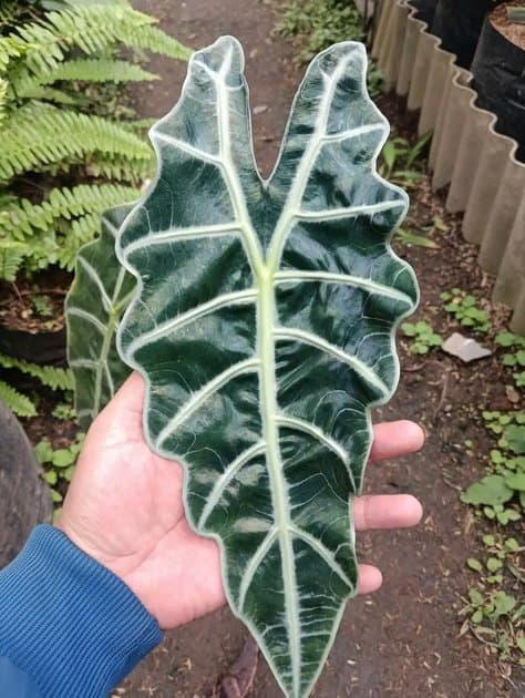Alocasia Amazonica — Alocasias for sale on Inflos