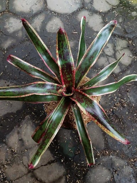 Bromellia Melanie — Others for sale on Inflos
