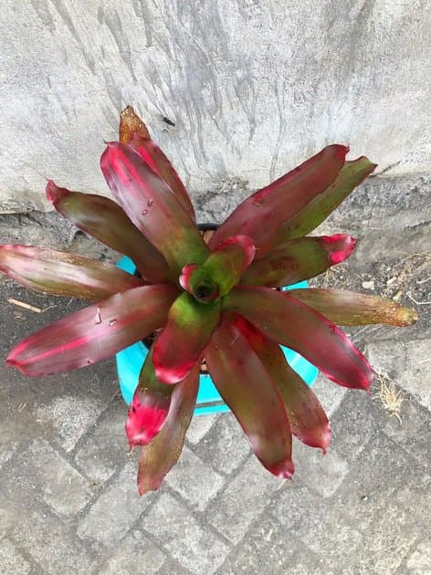 Bromelia Magali — Others for sale on Inflos
