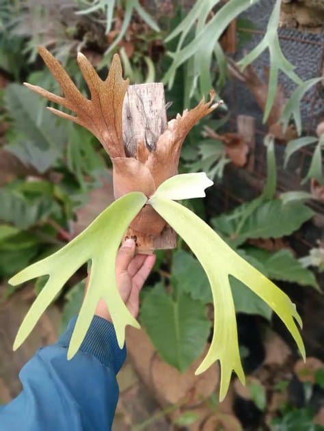 Platycerium Willincki — Platycerium for sale on Inflos