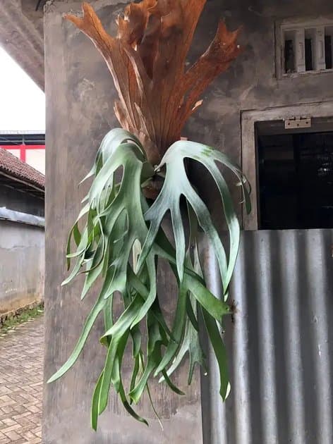 Platycerium Willincki I — Platycerium for sale on Inflos