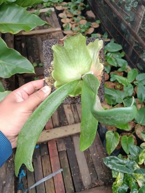 Platycerium Willincki — Platycerium for sale on Inflos