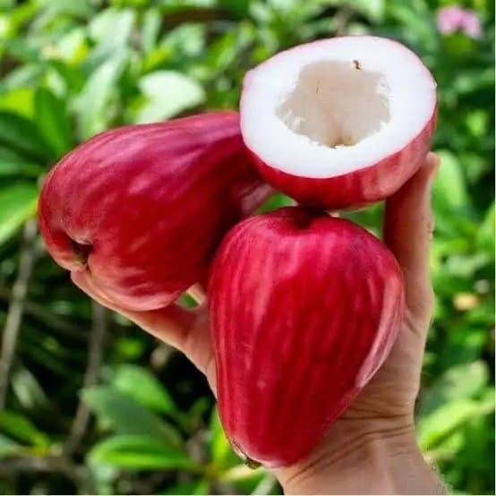 Syzygium Malaccense ( Jamaican Guava ) — Others for sale on Inflos