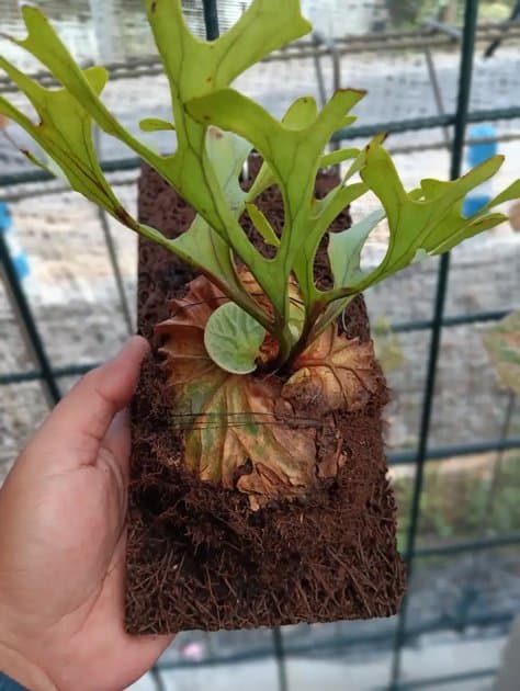 Platycerium Ridleyi Wild — Platycerium for sale on Inflos