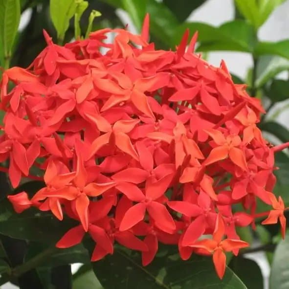 Ixora Coccinea (Asoka Red Colour) — Others for sale on Inflos