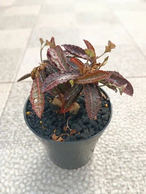 Euphorbia Francoisii Hybrid — Others for sale on Inflos