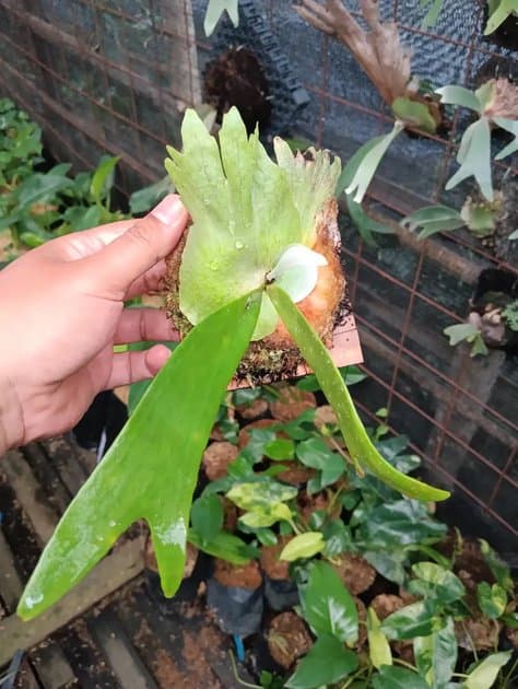 Platycerium Willincki I — Platycerium for sale on Inflos
