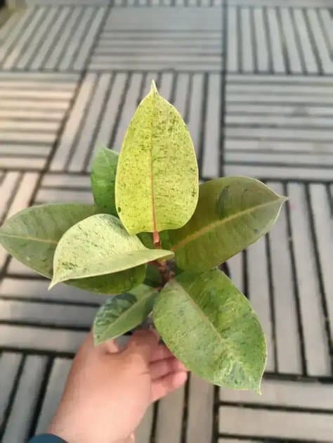 Ficus Sherina — Others for sale on Inflos