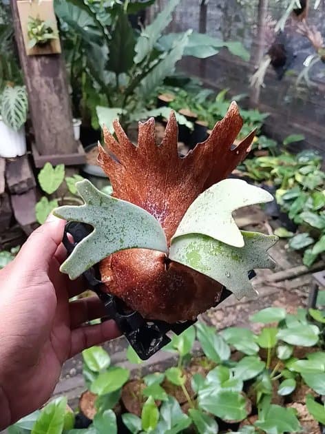Platycerium Willincki I — Platycerium for sale on Inflos