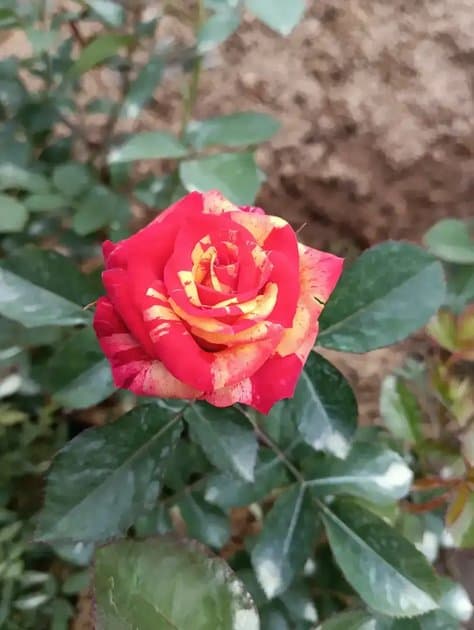 Roses Candy Colour — Others for sale on Inflos