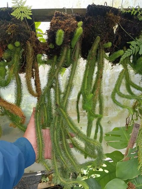 Huperzia Squarrosa Size M — Others for sale on Inflos