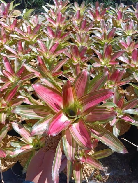 Bromelia Sputnic — Others for sale on Inflos