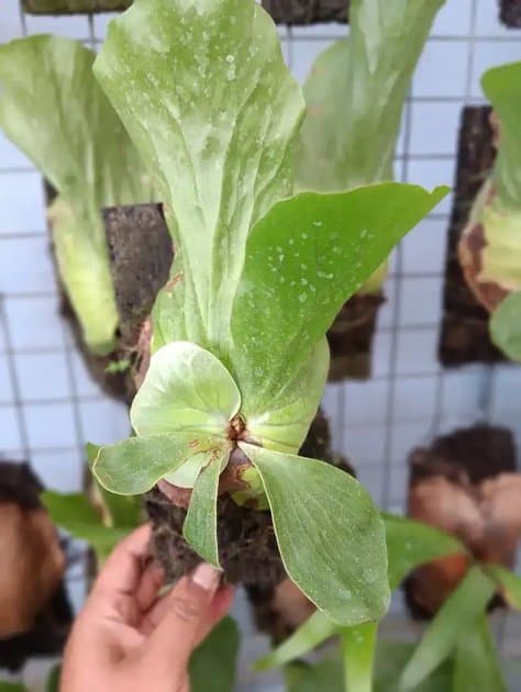Platycerium Elephantosis Silver — Platycerium for sale on Inflos