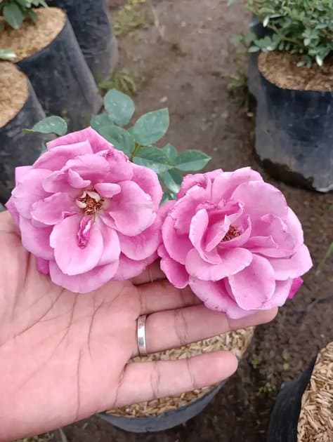 Rose Pink Colour Hybrid — Others for sale on Inflos