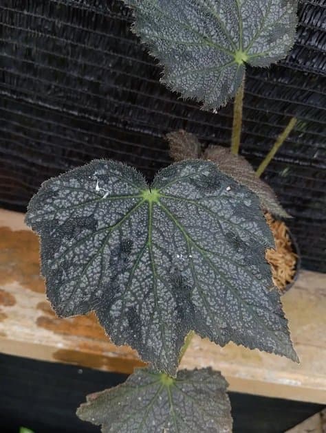 Begonia Herimperia — Begonias for sale on Inflos