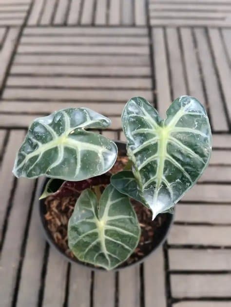 Alocasia Ballon Heart — Alocasias for sale on Inflos