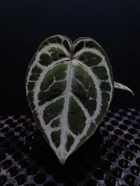 Anthurium Crystallinum Hybrid — Anthuriums for sale on Inflos