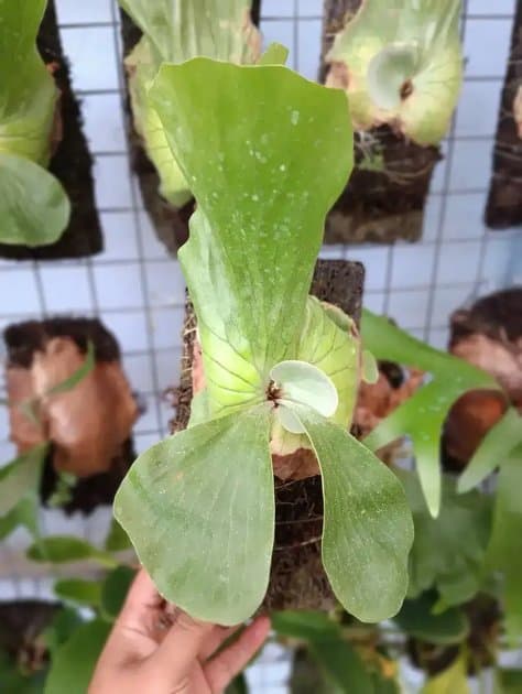 Platycerium Elephantosis Silver — Platycerium for sale on Inflos